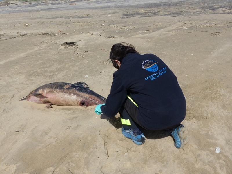 Un agent du Parc naturel marin de l'estuaire de la Gironde et de la mer des Pertuis marque et mesure un petit delphinidé échoué à la pointe de La Coubre. Crédit photo : Anavel Ravaud / OFB 
