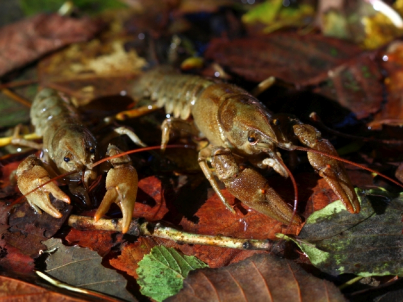 Écrevisses à pieds blancs (Austropotamobius pallipes). Crédit photo : Thibault Fournier / OFB