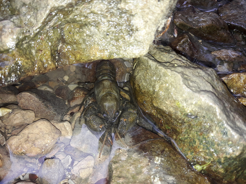 Écrevisse des torrents (Austropotamobius torrentium). Crédit photo : François Maimbourg / OFB