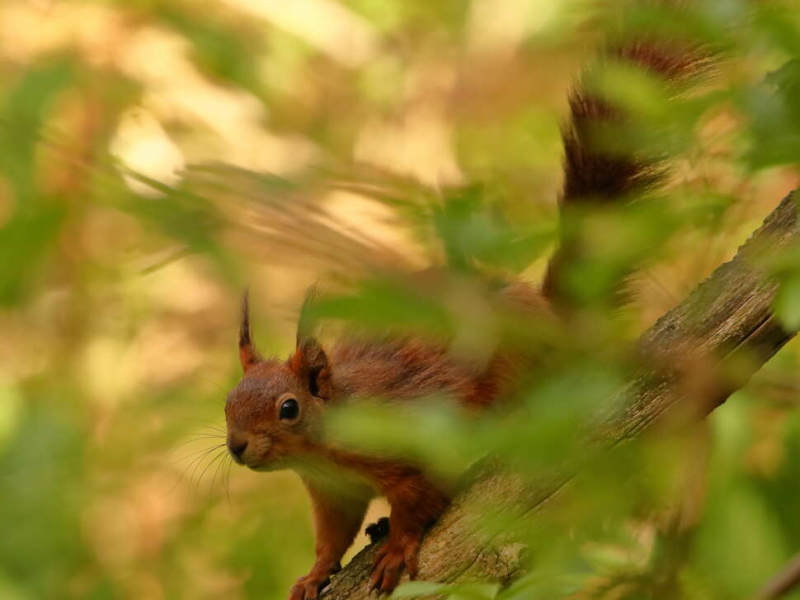 Ecureuil roux ((Sciurus vulgaris) - Photo d'illustration. Crédit photo : Stéphane Di Mauro / OFB