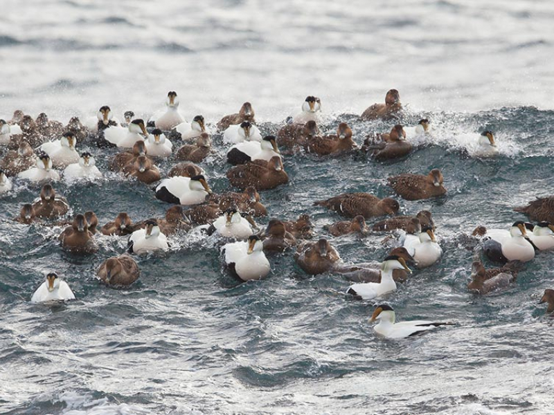 Eider en groupe. Crédit photo : Bruno Letournel / OFB