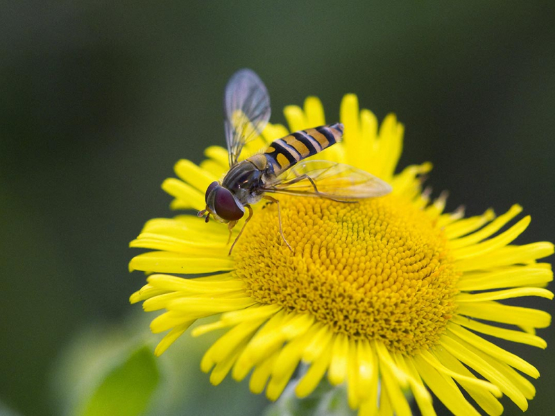 Crédit photo : Stephen Dalton / Minden Pictures / Biosphoto