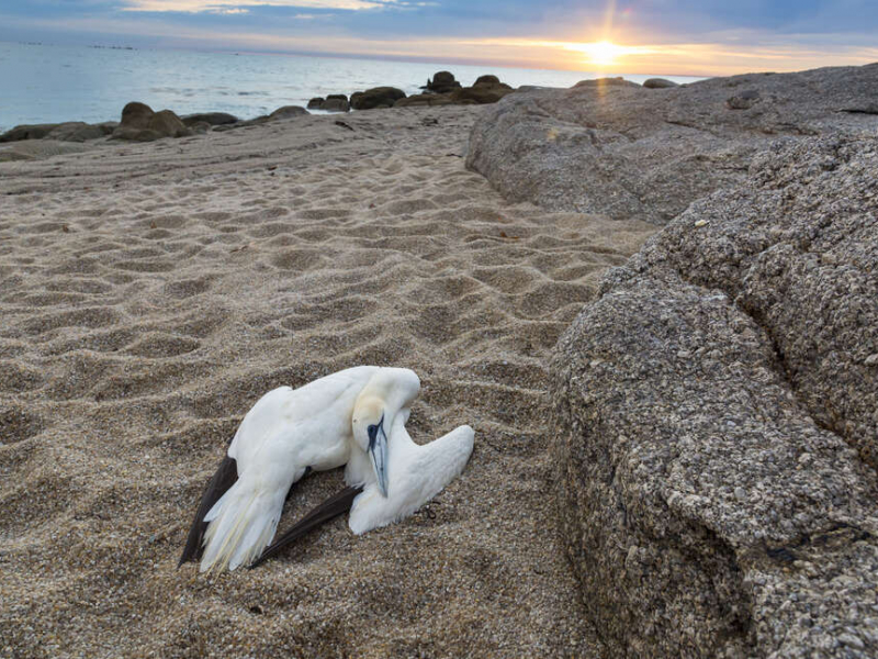 Fou de Bassan (Morus bassanus) retrouvé mort sur la commune de Névez dans le Finistère. Crédit photo : Philippe Massit / OFB