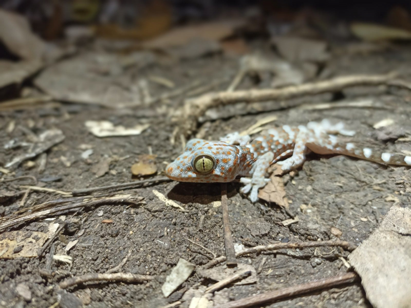 Gecko tokai. Crédit photo : Fabian Rateau