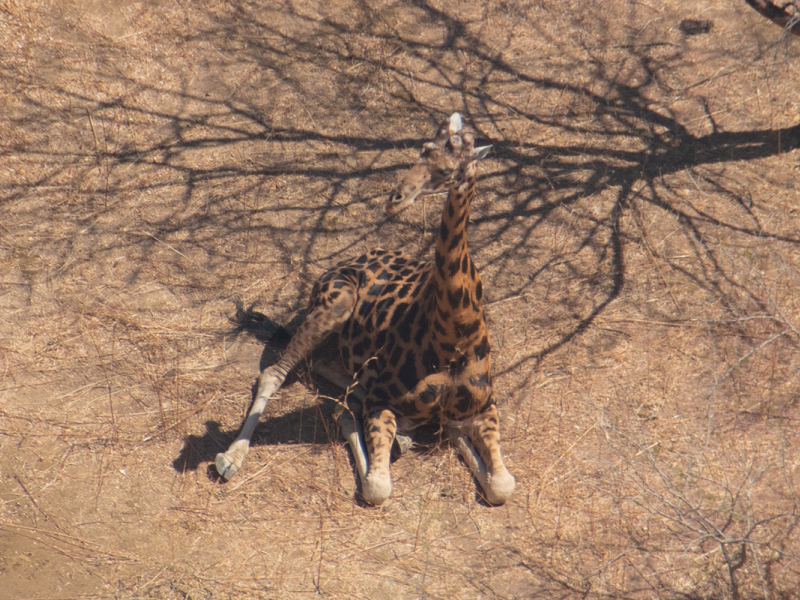 Girafe du Kordofan. Crédit photo : Jaime Dias / Wings for Conservation