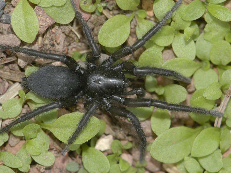 Gnaphosa ogeri. Crédit photo : Sylvain Lecigne