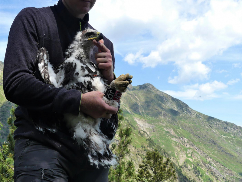 Un premier aiglon royal équipé d’un émetteur GPS dans les Pyrénées au sein de la RNCFS d’Orlu. Crédit photo : Jérôme Aspirot / Observatoire de la Montagne d’Orlu 