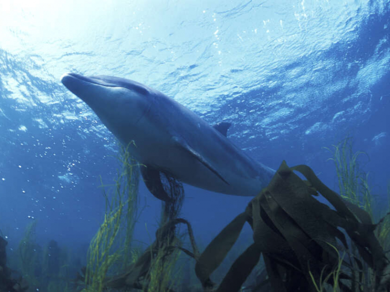 Un grand dauphin (Tursiops truncatus) dans la mer d'Iroise. Crédit photo : Yves Gladu