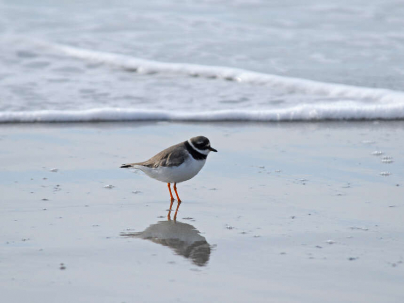 Grand gravelot (Charadrius hiaticula) au bord de l'eau. Crédit photo : Benoît Dumeau / OFB