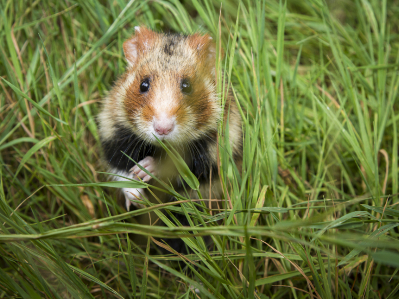 Grand hamster (Cricetus cricetus). Crédit photo : Philippe Massit / OFB