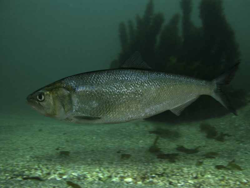 Grande alose (alosa alosa). Crédit photo : Paulo de Oliveira / Biosphoto