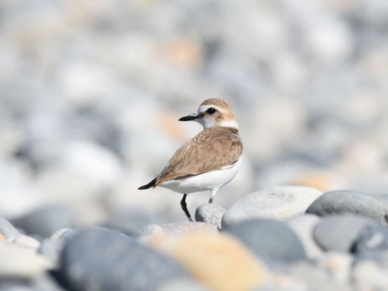 Gravelot à collier interrompu (Charadrius alexandrinus). Crédit photo : Benjamin Guichard / OFB
