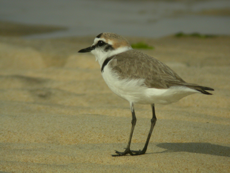 Gravelot à collier interrompu (Charadrius alexandrinus) sur la plage, le banc d'Arguin. Mâle. Crédits : RNN Banc d'Arguin - SEPANSO