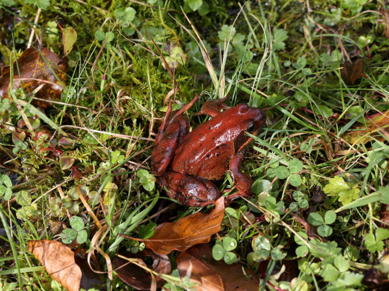   Grenouille rousse (Rana temporaria) dans la zone humide près du gave d'Issaux. Crédit photo : Michel Monsay / OFB
