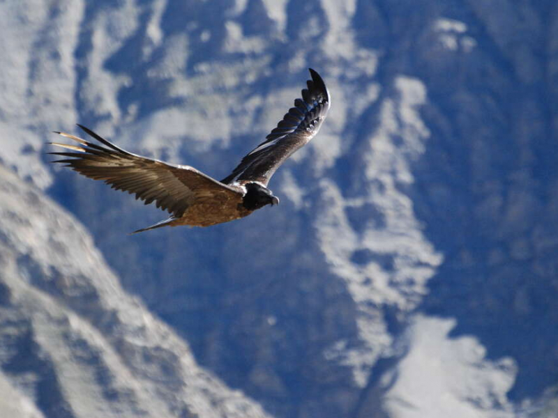 Jeune gypaète barbu (Gypaetus barbatus). Crédit photo : François Breton / Parc national du Mercantour