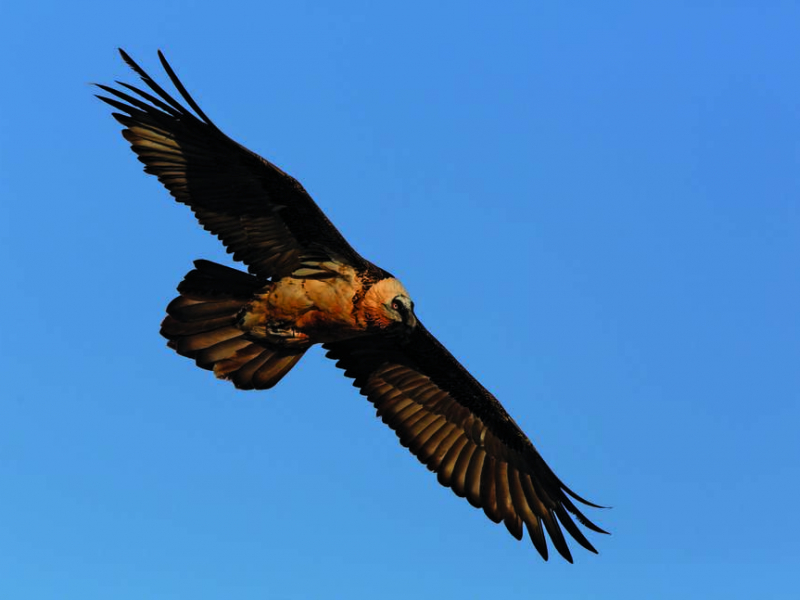 Gypaète barbu (Gypaetus barbatus). Crédit photo : René Descamps / Parc national des Cévennes