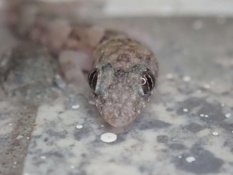 Hémidactyle mabouia (Hemidactylus mabouia). Crédit photo : Benjamin Guichard / OFB