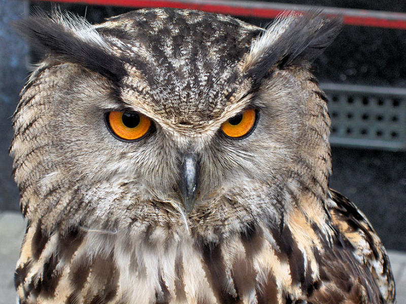 Hibou grand-duc (bubo bubo). Crédit photo : John Haslam, CC BY 2.0