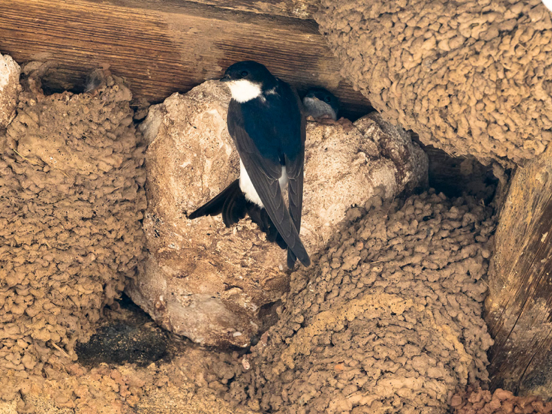 Hirondelle de fenêtre (Delichon urbicum) avec couvée, accrochée à son nid. Crédit photo : Philippe Massit / OFB