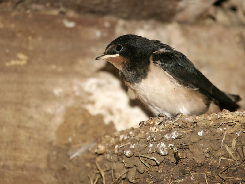 Jeune hirondelle rustique (Hirundo rustica). Crédit photo : Thierry Degen / Terra