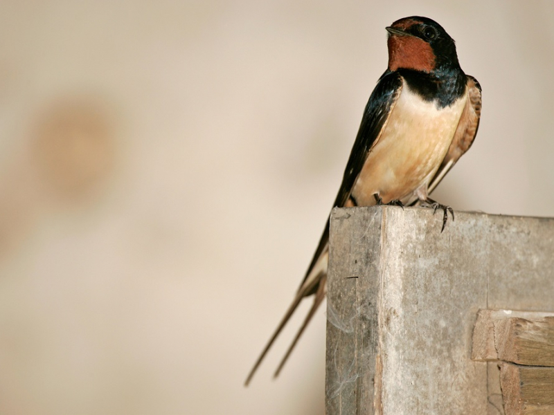 Hirondelle rustique (Hirundo rustica) posée sur une porte. Cette espèce connaît un déclin sévère de sa population et agit en révélateur de la dégradation de notre environnement. Crédits : Thierry Degen / Terra