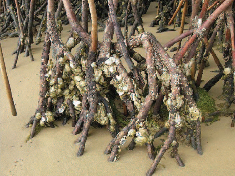 Huîtres de mangrove. Crédit photo : Magalie Giraud /  Institut Méditerranéen de Biodiversité et d’Ecologie