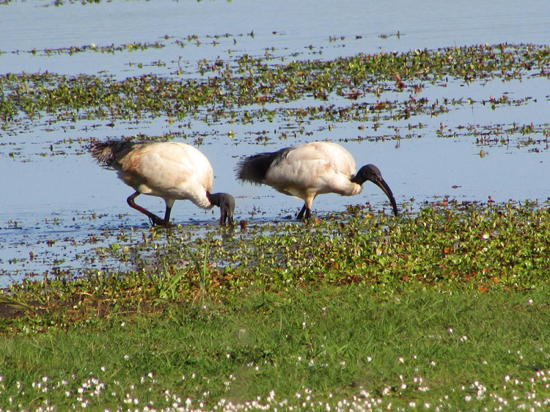 Ibis sacré en Loire-Atlantique. Crédit photo : D. Lacourpaille / OFB 