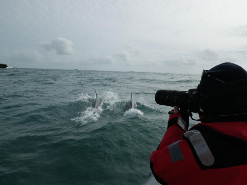 Agent du Parc naturel marin d'Iroise en mission de photo-identification des grands dauphins dans la chaussée de Sein. Crédit photo : Livier Schweyer / OFB
