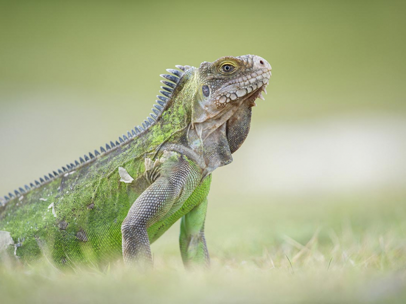Iguane des Petites Antilles. Crédit photo : Didier Couvert, Muriel Moreau / Biosphoto