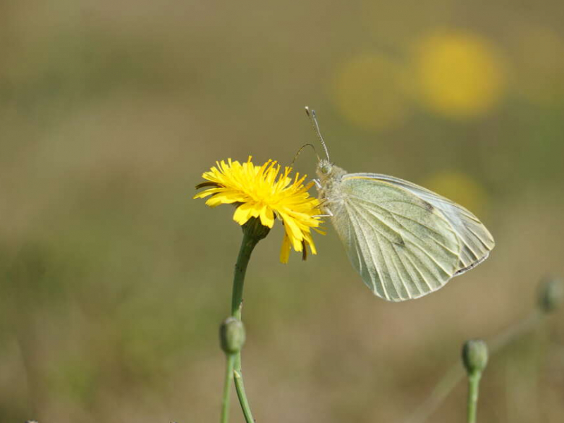 Piéride de la rave (Pieris rapae), avec le dessus de ses ailes antérieures de couleur blanc crème. Le papillon déroule sa trompe pour se nourrir du nectar des fleurs en aspirant ce liquide sucré. Crédit photo : Julie Gourvès / i©onos