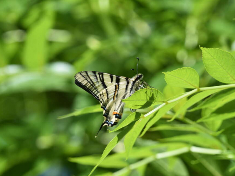 Scarce swallowtail (Iphiclides podalirius). Credit: Benjamin Guichard / OFB