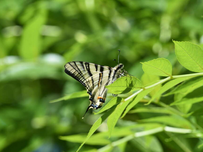 Flambé (Iphiclides podalirius). Crédit photo : Benjamin Guichard / OFB