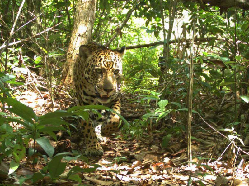 Jaguar (Panthera onca) capturé par un piège photographique. Crédit photo : OFB - CNES