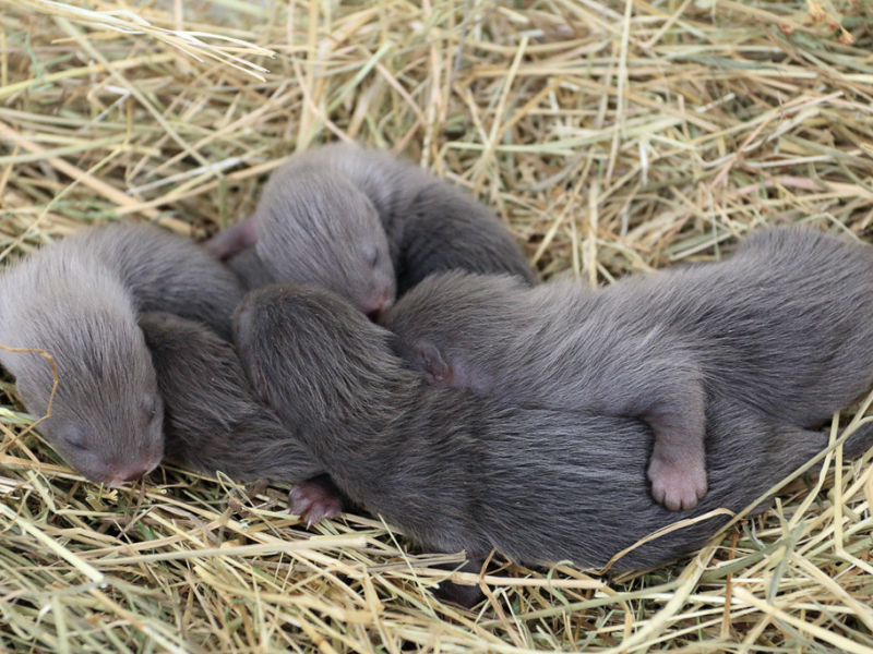 Visons d'Europe nés dans le parc animalier Zoodyssée. Crédit photo : Département des Deux-Sèvres