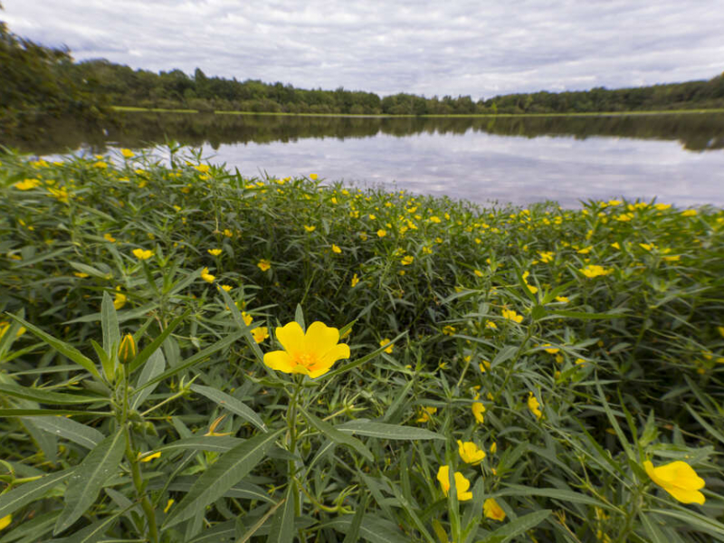 La jussie à grandes fleurs, plante aquatique envahissante originaire d’Amérique du Sud, sur l'étang du Briou. Crédit photo : Philippe Massit / OFB