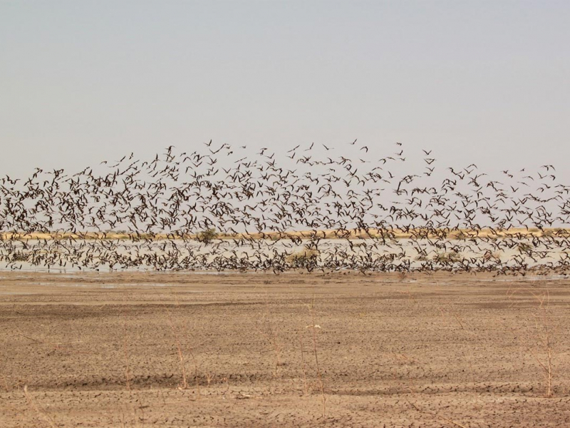 Waterbirds in the inner delta of Khor Abu Habil. Credit : Jean-Yves Mondain-Monval, Pierre Defos du Rau / OFB