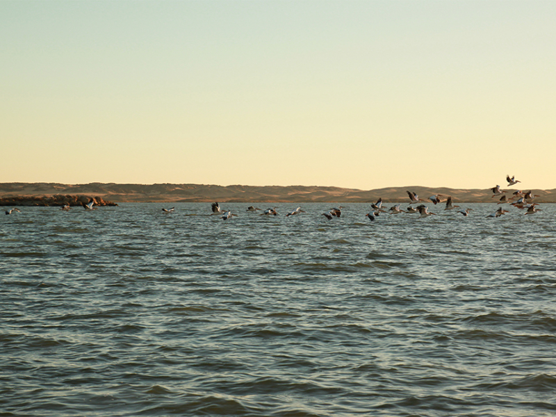 Opération de recensement au Lac Nubia. Crédit photo : Jean-Yves Mondain-Monval, Pierre Defos du Rau / OFB