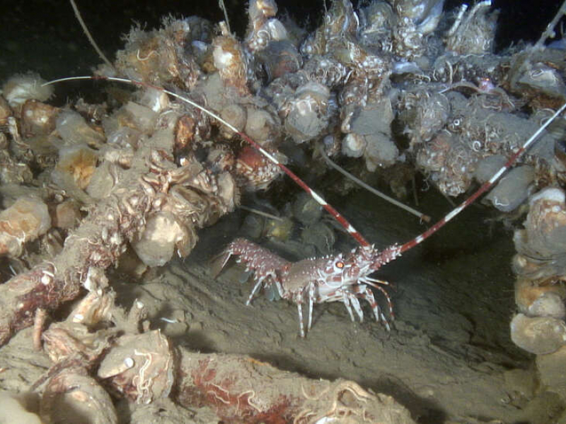 Une langouste s’abritant sous un câble colonisé par des huîtres dans les profondeurs du canyon Lacaze-Duthiers en Méditerranée. Crédit photo : OFB