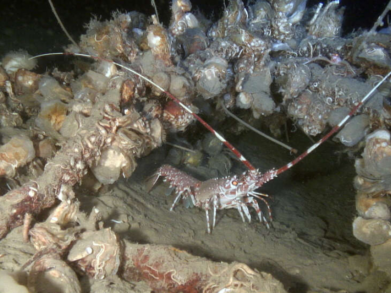 Une langouste s’abritant sous un câble colonisé par des huîtres dans les profondeurs du canyon Lacaze-Duthiers en Méditerranée. Crédit photo : OFB