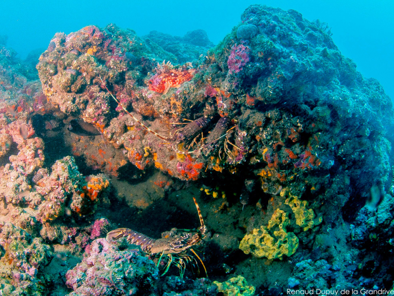 Fonds de coralligène dans la réserve marine du Roc de Brescou. Crédit photo : Renaud Dupuy de la Grandrive