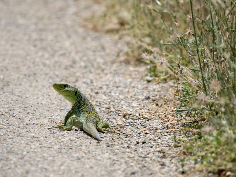 Lézard ocellé (Timon lepidus). Crédit photo : Céline Lecomte / OFB