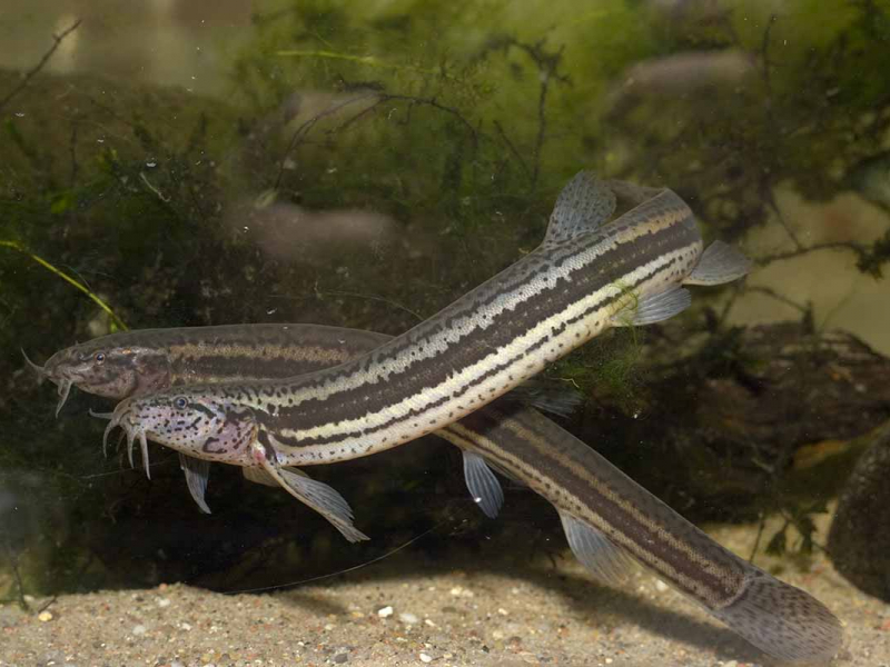 Loche d'étang. Crédit photo :  Dietmar Nill / Biosphoto