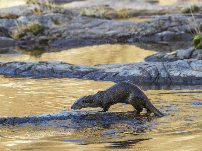 Sur le Tarn, une loutre en pêche. Crédit photo : Philippe Baffie / OFB