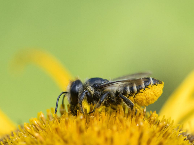 Mégachile du rosier (Megachile centuncularis). Crédit photo : Stéphane Vitzthun / Biosphoto