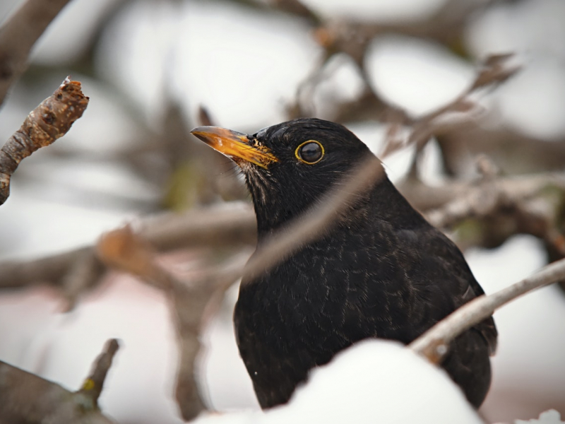 Merle noir (Turdus Merula). Crédit photo : Jozef Féher / Pexel