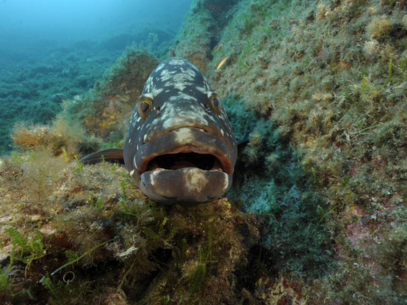 Le mérou brun (Epinephelus marginatus) est un des plus gros poissons que rencontrera le plongeur sur nos côtes méridionales françaises. Crédit photo : Laurent Ballesta