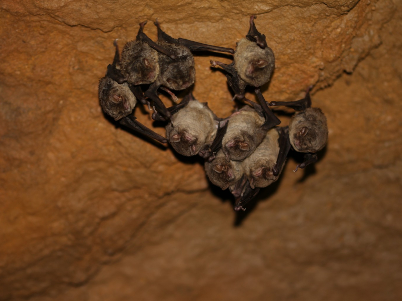 Minioptère de Schreibers. Crédit photo : Thomas Mathieu / Groupe chiroptères de Provence