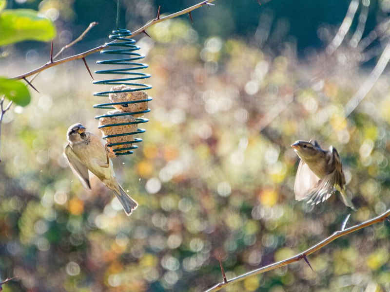 Moineaux domestiques (Passer domesticus). Crédit photo : Séverine Bignon / OFB