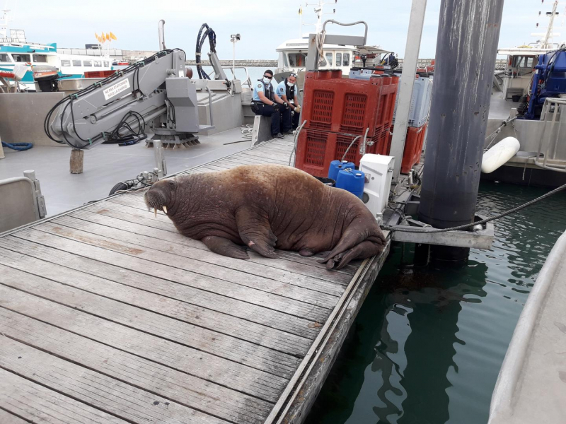 Repos du morse sur un ponton du port de pêche de Chef de Baie à La Rochelle. Crédit photo : Michaël Fleury / OFB