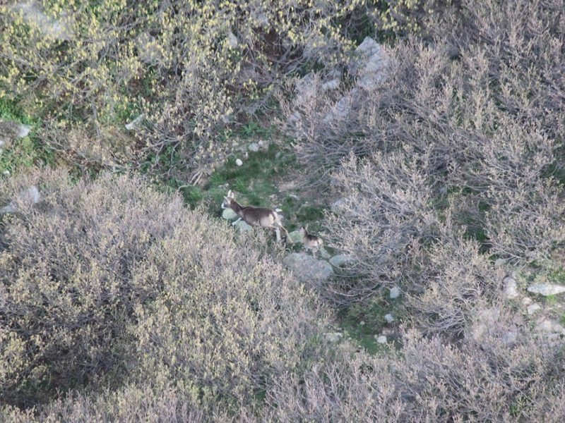 Mouflon vu du ciel pendant la campagne de comptage 2020. Crédits : Frédéric Sanchis / OFB 